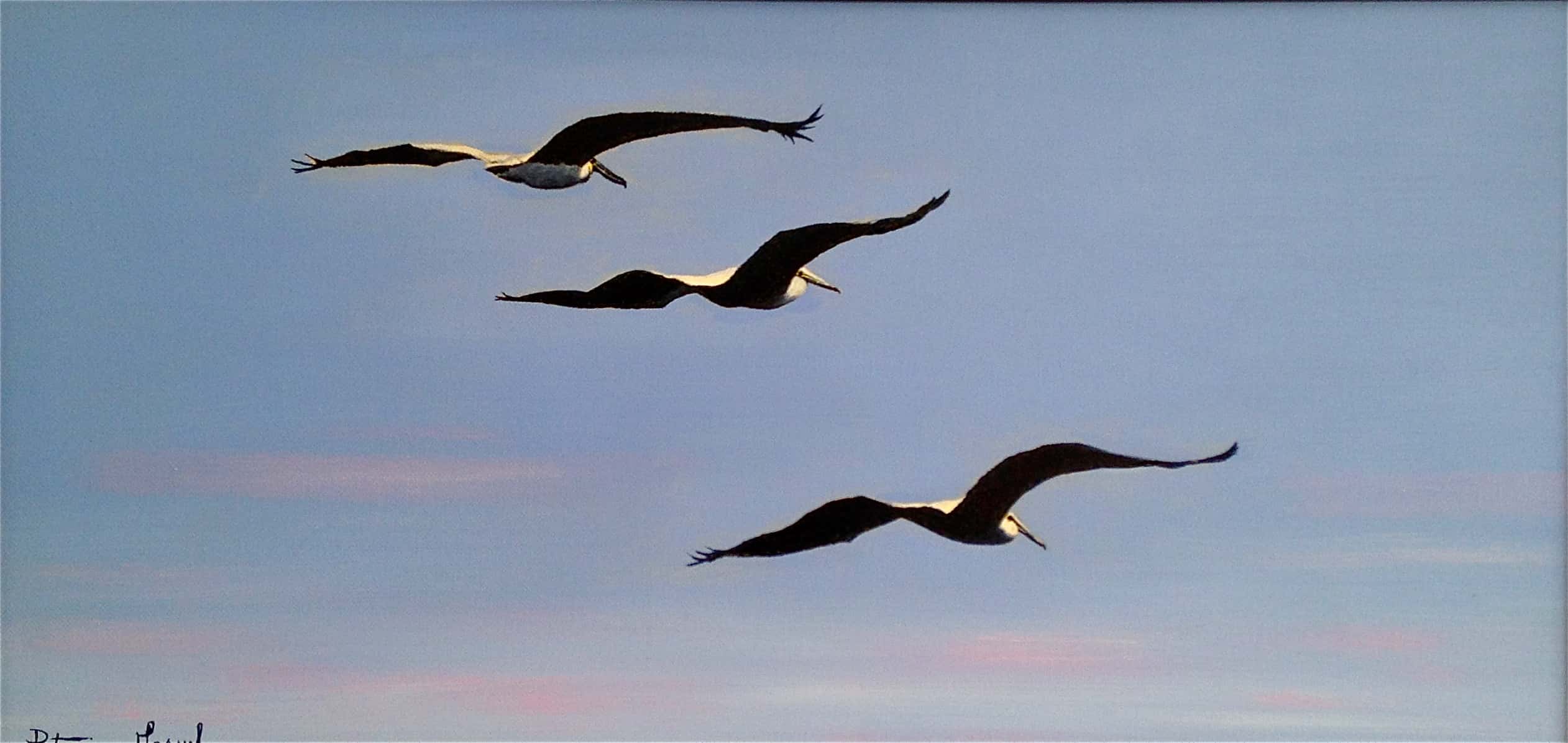 image de la peinture Le vol des pélicans