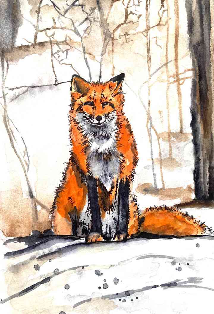 Renard - huile